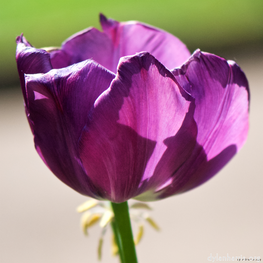 Image: Image 'escher blummen (xc) 2'.