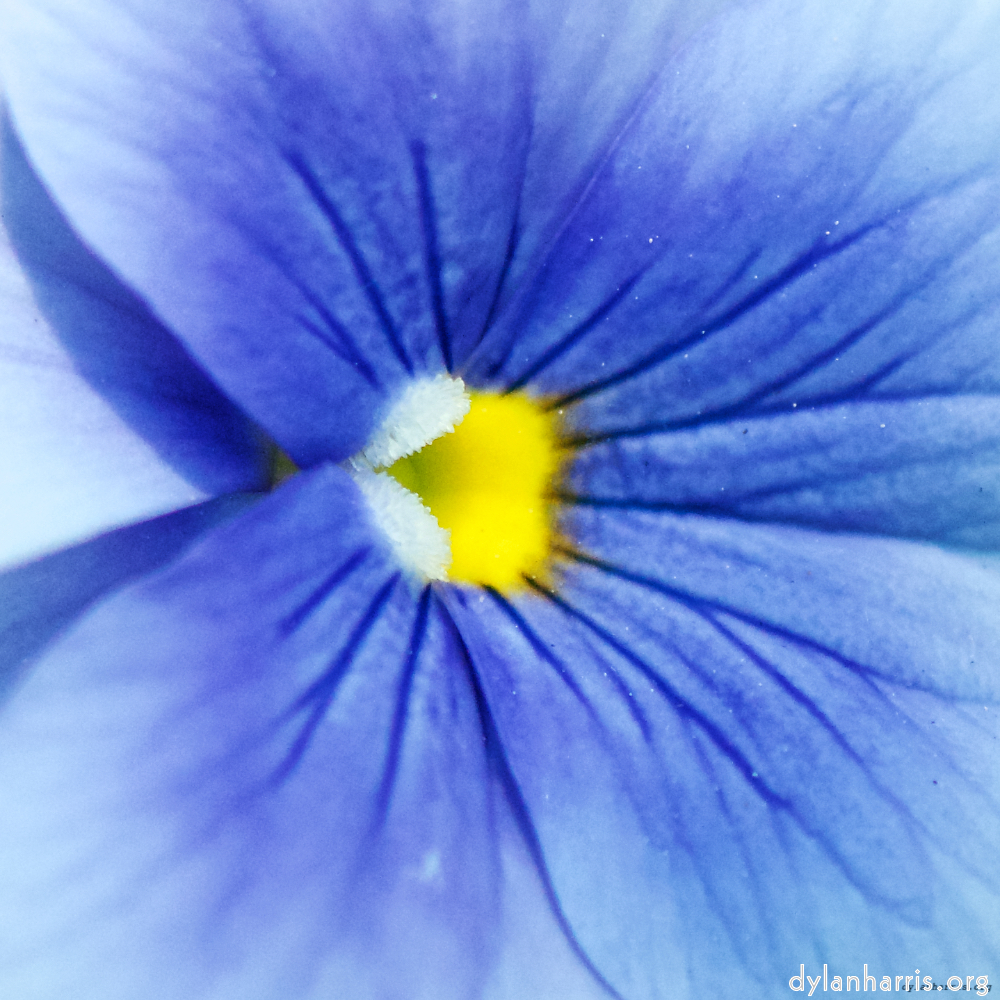 image: This is &lsquo;escher blummen (xc) 3&rsquo;.