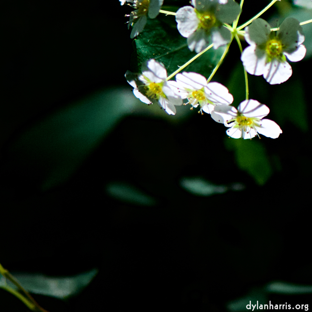 image: This is &lsquo;escher blummen (xc) 5&rsquo;.