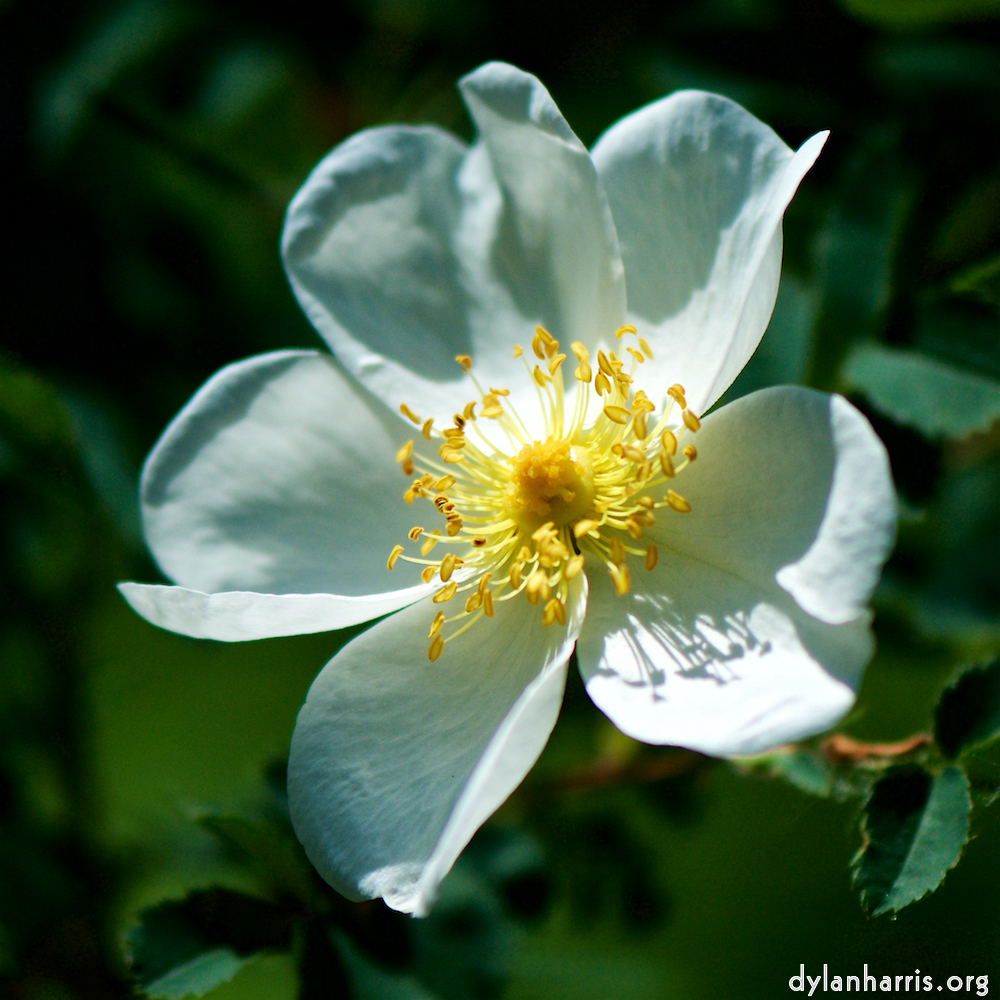 image: This is &lsquo;escher blummen (xc) 9&rsquo;.