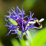 Image: Fourth image from the photoset 'escher blummen (xc)'.