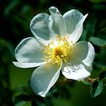 Image: Ninth image from the photoset 'escher blummen (xc)'.