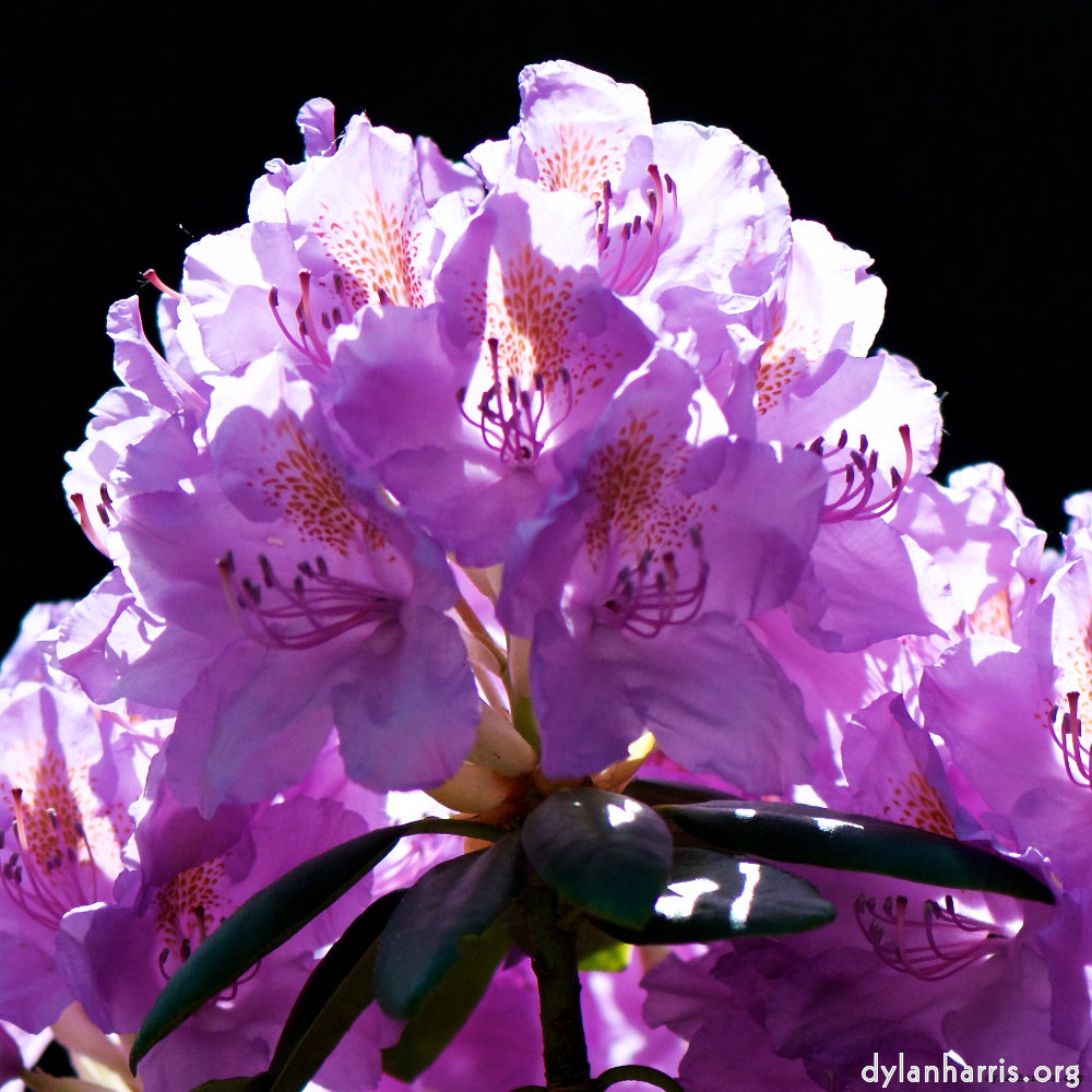 image: This is &lsquo;escher blummen (xci) 6&rsquo;.