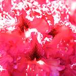 Image: First image from the photoset 'escher blummen (xci)'.