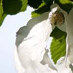 Image: Fifth image from the photoset 'escher blummen (xci)'.