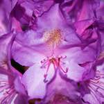 image: bloemen (xci) photoset