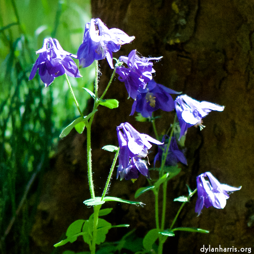 image: This is &lsquo;escher blummen (xcii) 2&rsquo;.