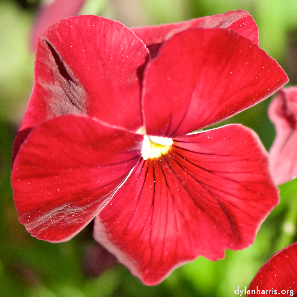 Image: Image 'escher blummen (xcii) 3'.