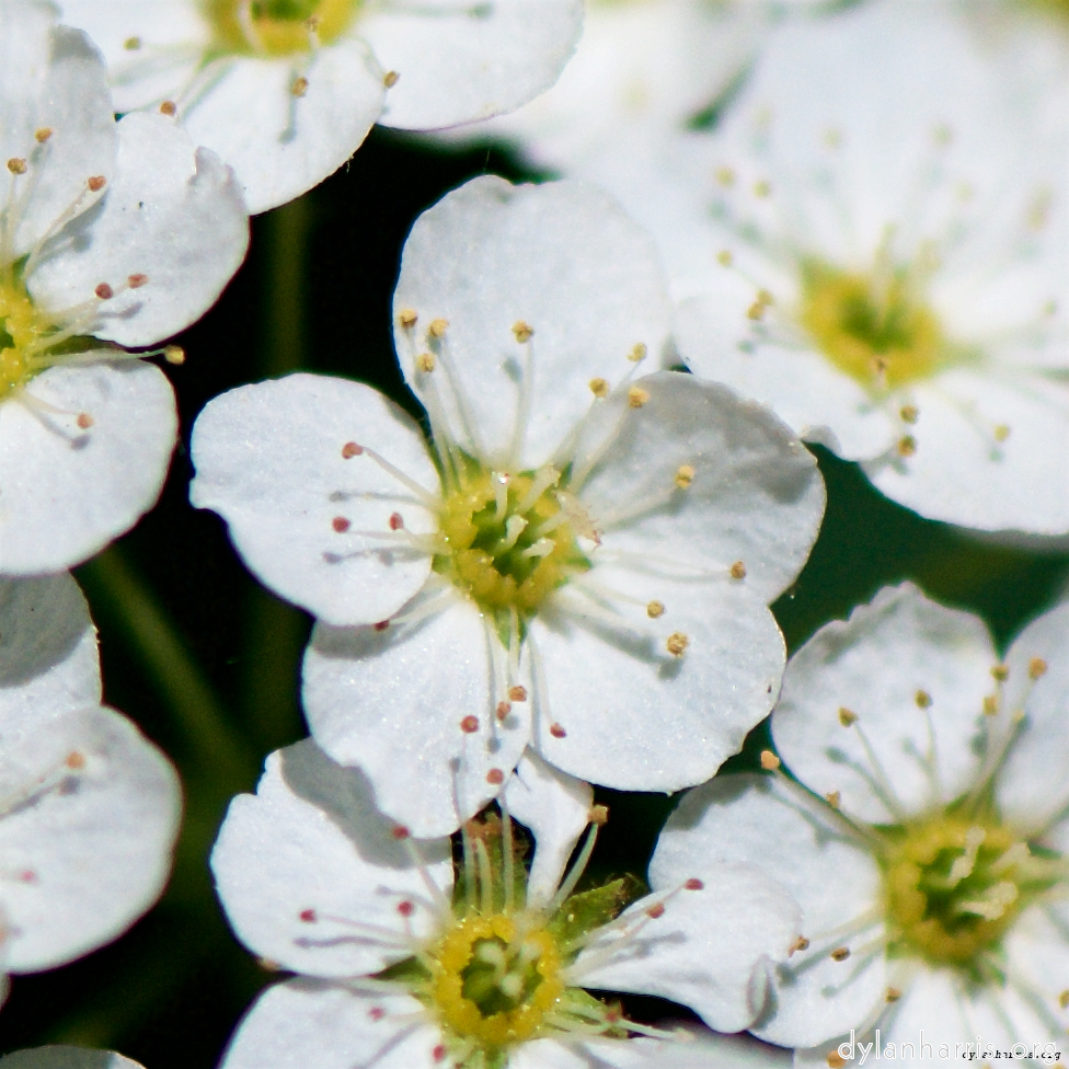image: This is &lsquo;flowers of esch (xcii) 4&rsquo;.