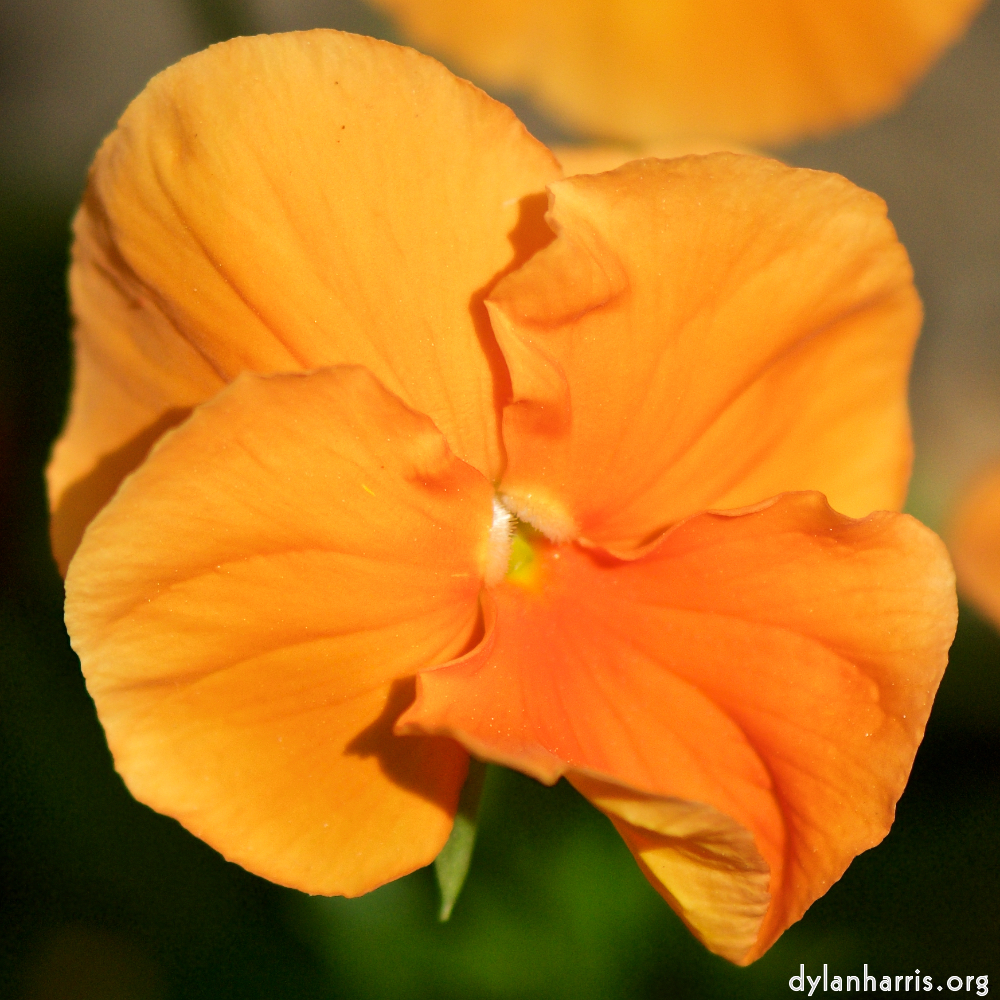 image: This is &lsquo;flowers of esch (xcii) 6&rsquo;.