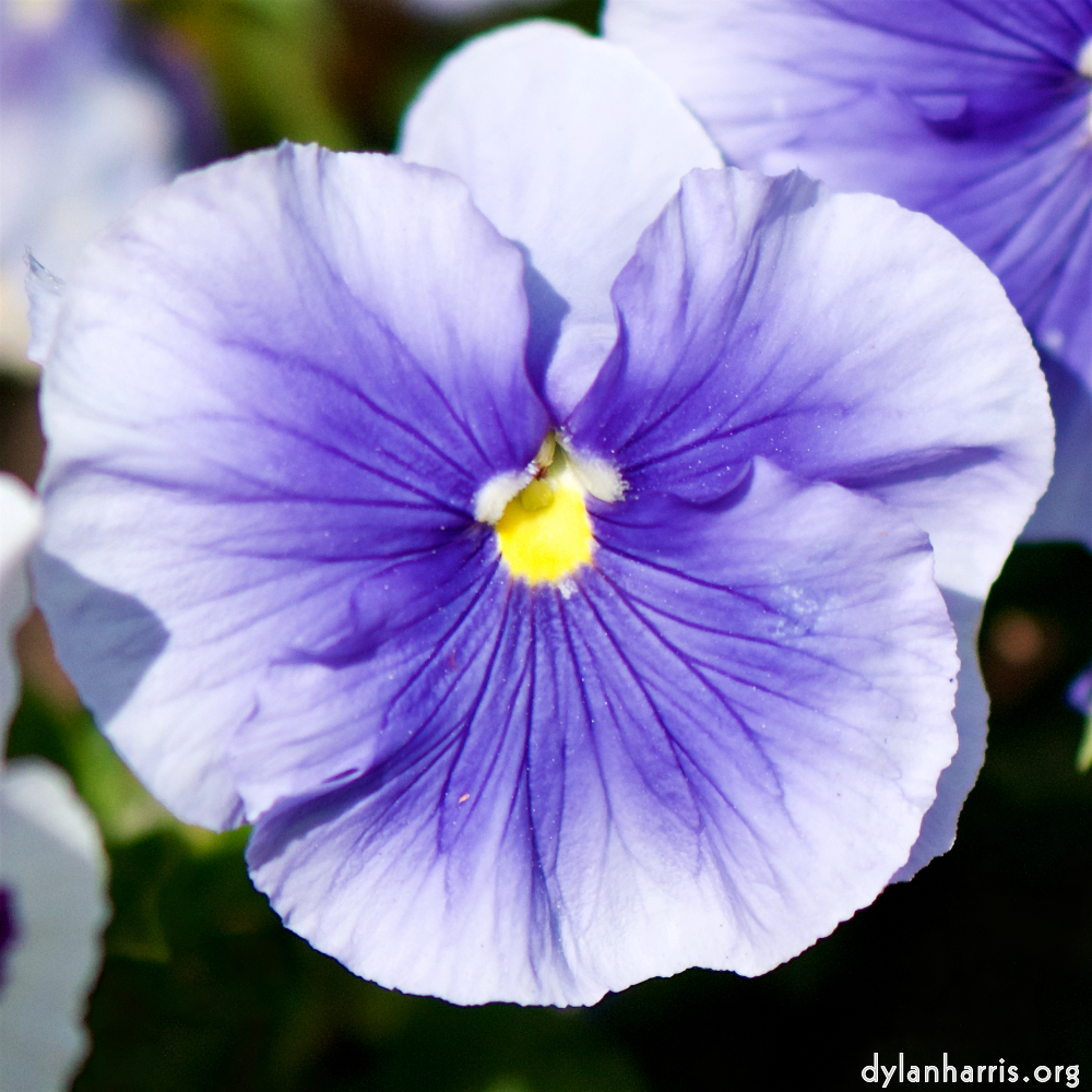 Image: Image 'escher blummen (xcii) 7'.