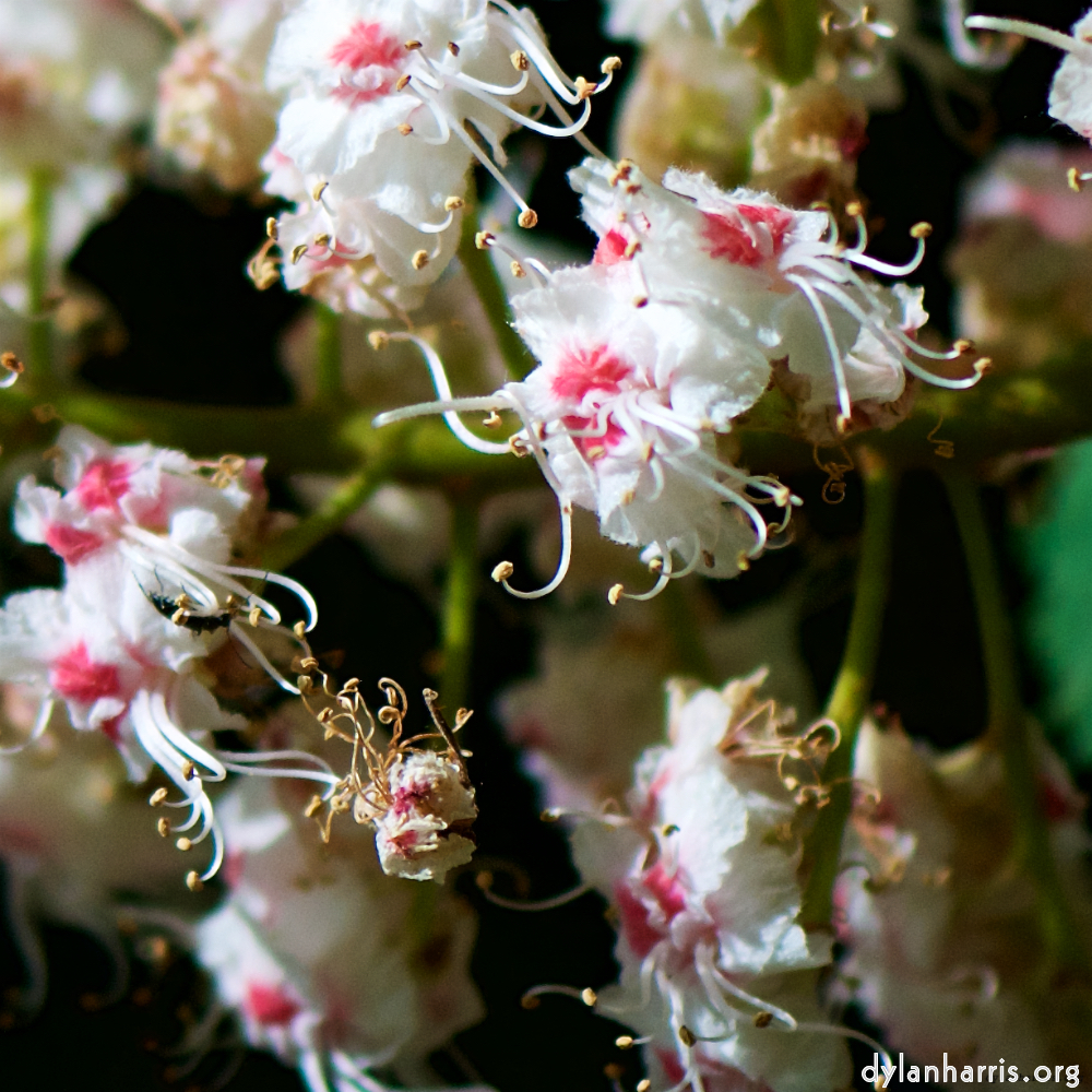 Image: Image 'escher blummen (xcii) 8'.