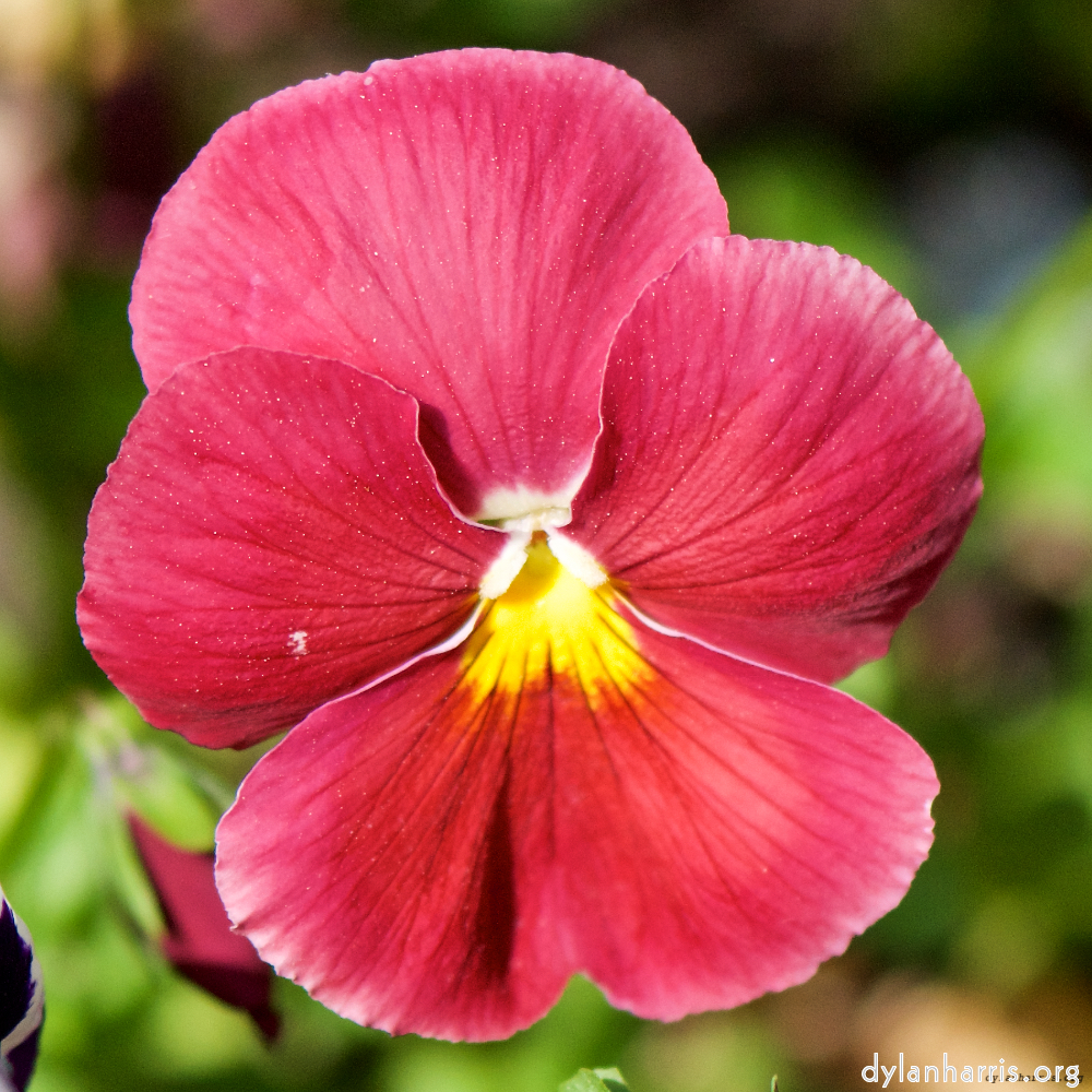 Image: Image 'escher blummen (xcii) 9'.