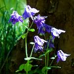 Image: Second image from the photoset 'escher blummen (xcii)'.