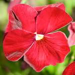 Image: Third image from the photoset 'escher blummen (xcii)'.