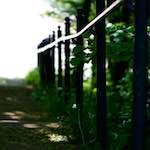 Image: Fifth image from the photoset 'escher blummen (xcii)'.