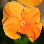 Image: Sixth image from the photoset 'escher blummen (xcii)'.