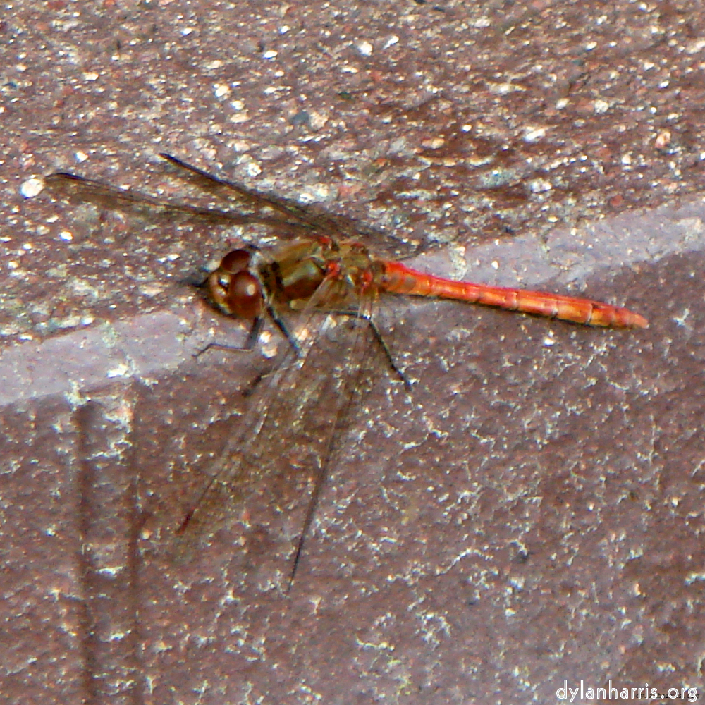 Image: Image 'north (iii) 6'.