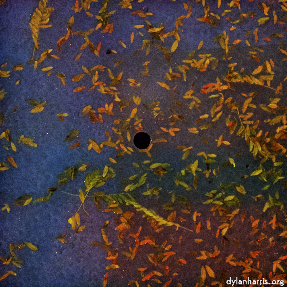 Image 'esch&ndash;sur&ndash;alzette (vii) 5', of daffodils.