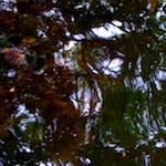 Fifth image from the photoset 'rushden park'.