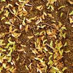 Sixth image from the photoset 'rushden park'.