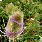 Seventh image from the photoset 'rushden park'.