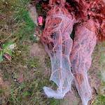 Ninth image from the photoset 'rushden park'.