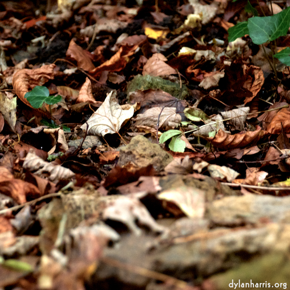 Image: Image 'graveyard (i) 1'.