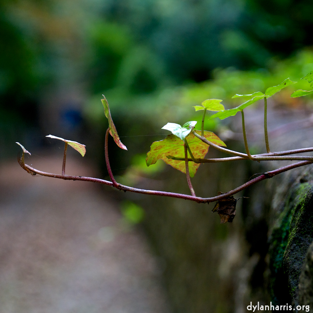 Image 'graveyard (i) 6'.