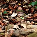 First image from the photoset 'graveyard (i)'.