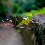 Sixth image from the photoset 'graveyard (i)'.