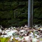 Fourth image from the photoset 'graveyard (ii)'.