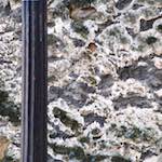 Sixth image from the photoset 'graveyard (ii)'.