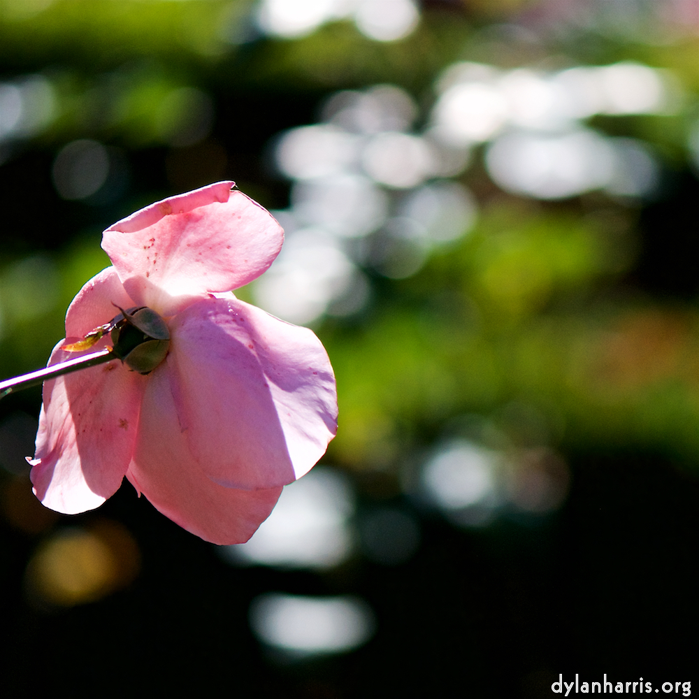 image: This is &lsquo;escher blummen (cxvii) 4&rsquo;.