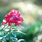 Image: First image from the photoset 'escher blummen (cxvii)'.