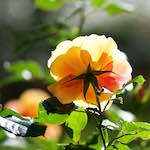 Image: Second image from the photoset 'escher blummen (cxvii)'.