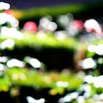 Image: First image from the photoset 'parc (xxxiii)'.