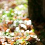 Image: Third image from the photoset 'parc (xxxiii)'.