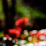 Image: Fourth image from the photoset 'parc (xxxiii)'.