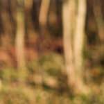 Image: Sixth image from the photoset 'L (x)'.