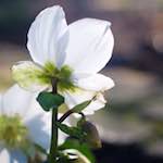 Image: Eighth image from the photoset 'L (x)'.