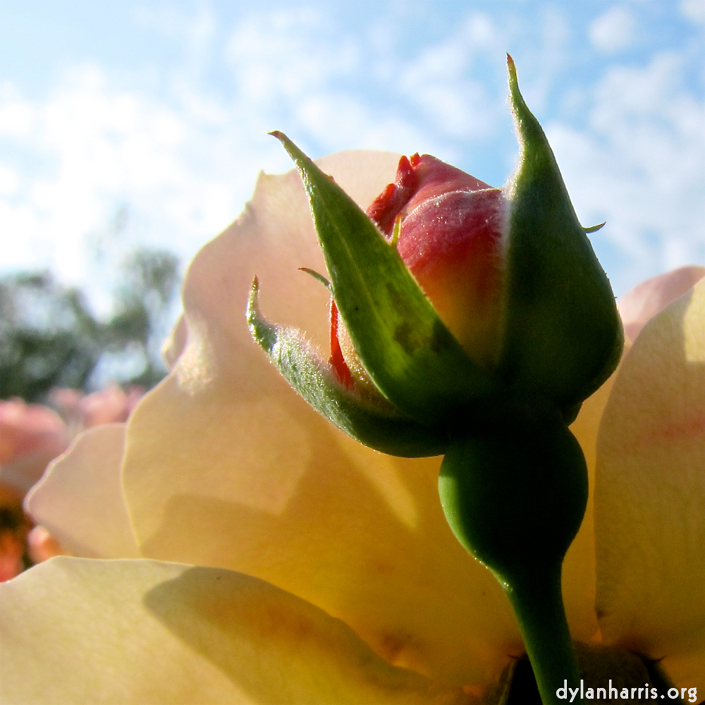 Image: Image 'escher blummen (cxi) 1'.