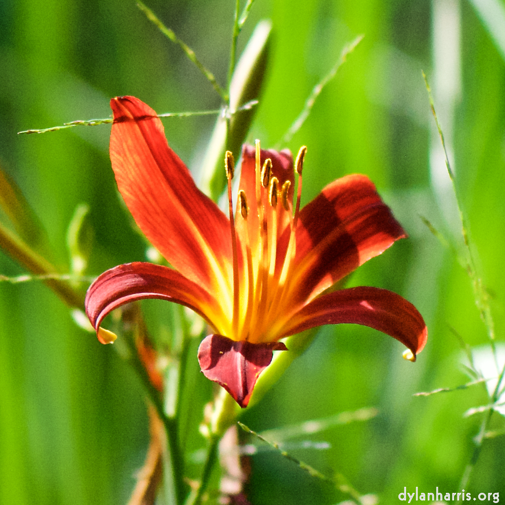 Image: Image 'escher blummen (cxi) 2'.