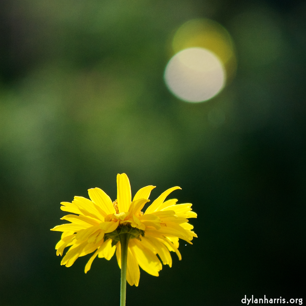 image: This is &lsquo;escher blummen (cxi) 5&rsquo;.