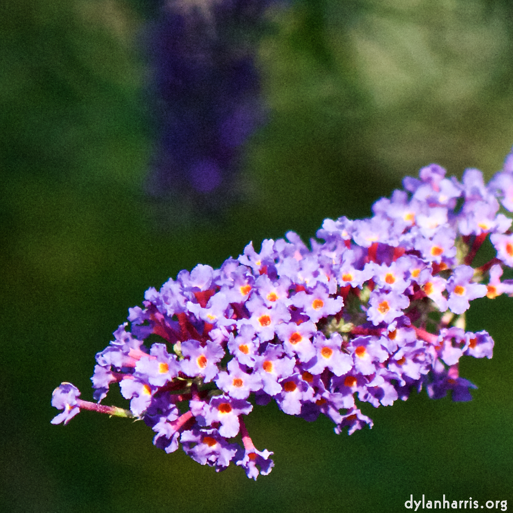 Image: Image 'escher blummen (cxi) 6'.