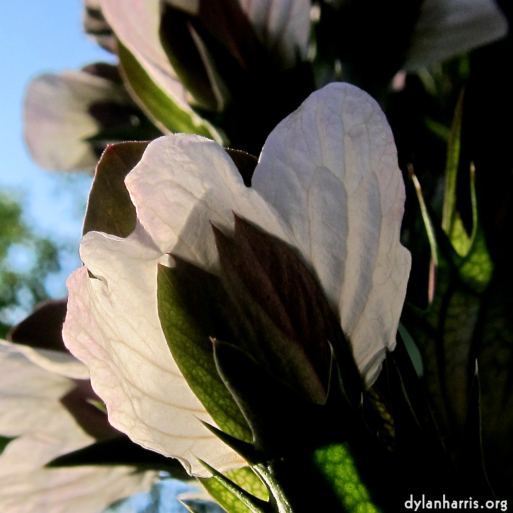 Image: Image 'escher blummen (cxi) 7'.