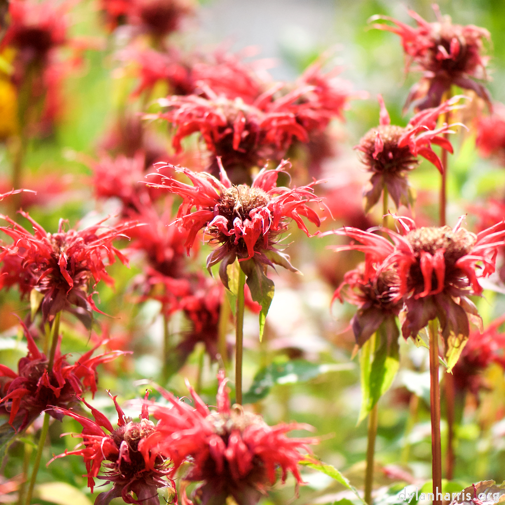 Image: Image 'escher blummen (cxi) 8'.