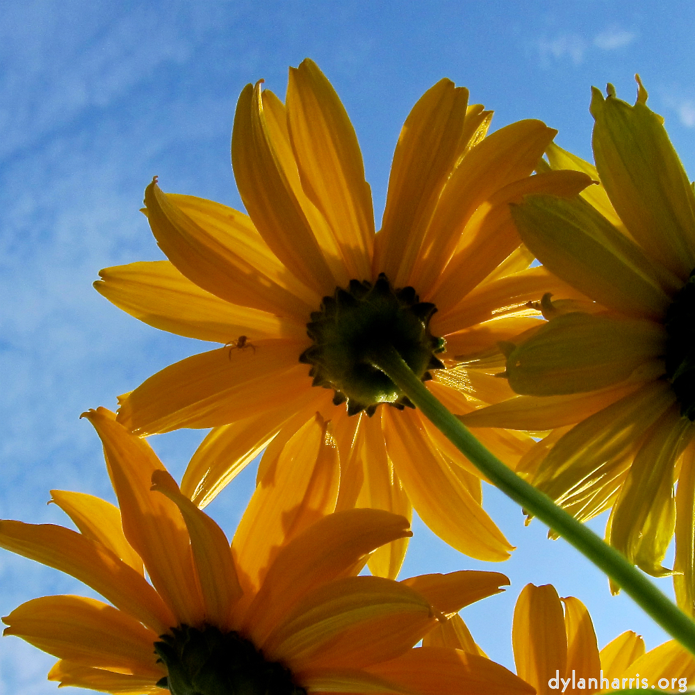 Image: Image 'escher blummen (cxi) 9'.