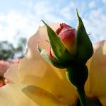 Image: First image from the photoset 'escher blummen (cxi)'.