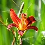 Image: Second image from the photoset 'escher blummen (cxi)'.